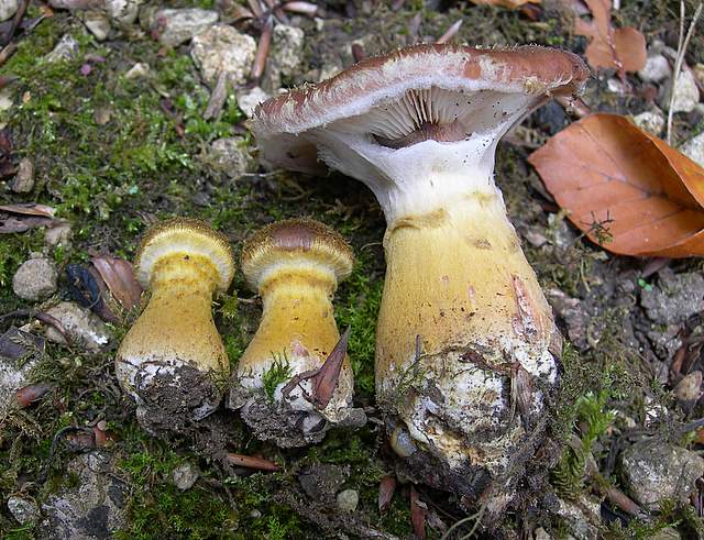 Funghi nella nebbia